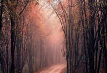 PG平台-鹿岛鹿角球员团队氛围良好，备战世俱杯信心满满